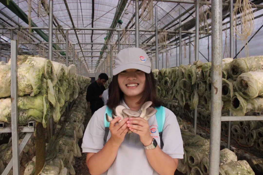 永胜高原生态平菇-语路生花